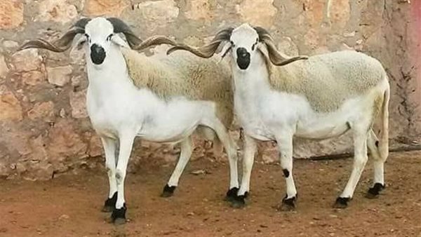 موقع أيام نيوز