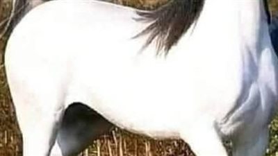 رواية مهرة العز البارت التاني حصريه وجديده 